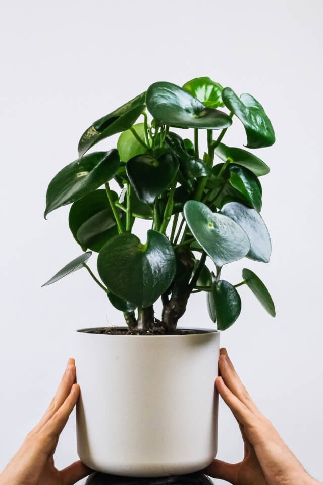 Ficus Decora Cabernet - Imagem 2